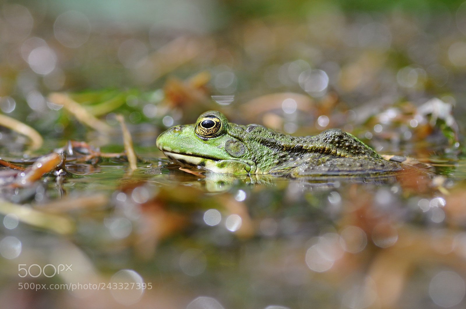 Nikon D90 sample photo. Marsh frog photography