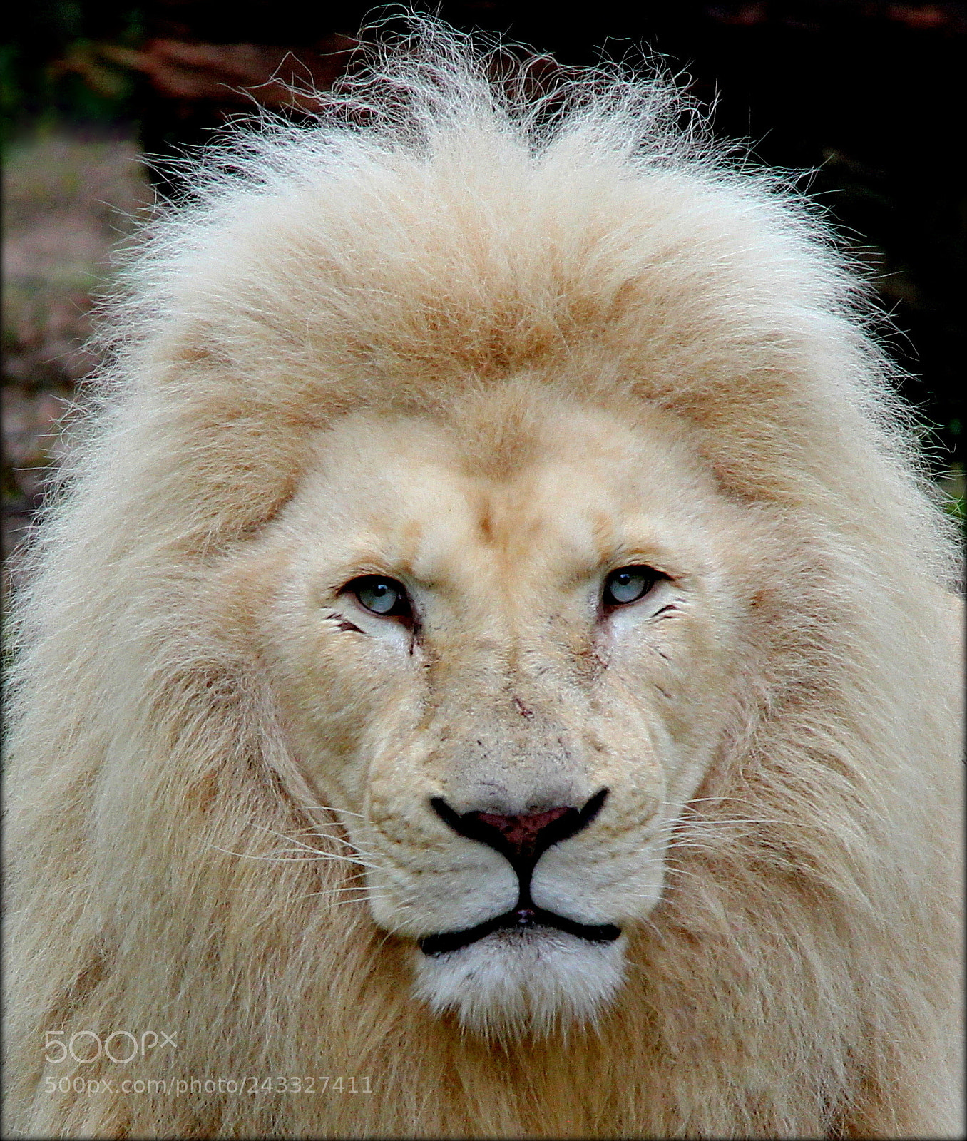 Canon EOS 550D (EOS Rebel T2i / EOS Kiss X4) sample photo. Lion photography