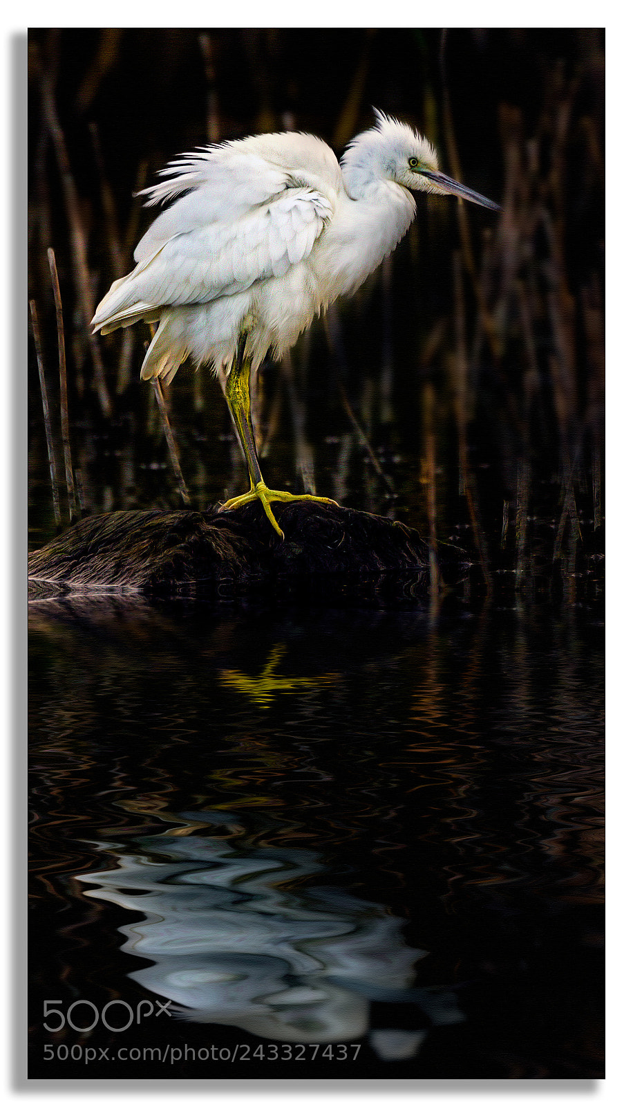 Canon EOS 7D Mark II sample photo. Fluffing feathers .... photography