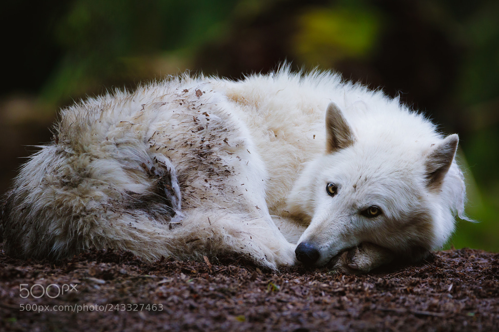 Canon EOS 750D (EOS Rebel T6i / EOS Kiss X8i) sample photo. White wolf photography