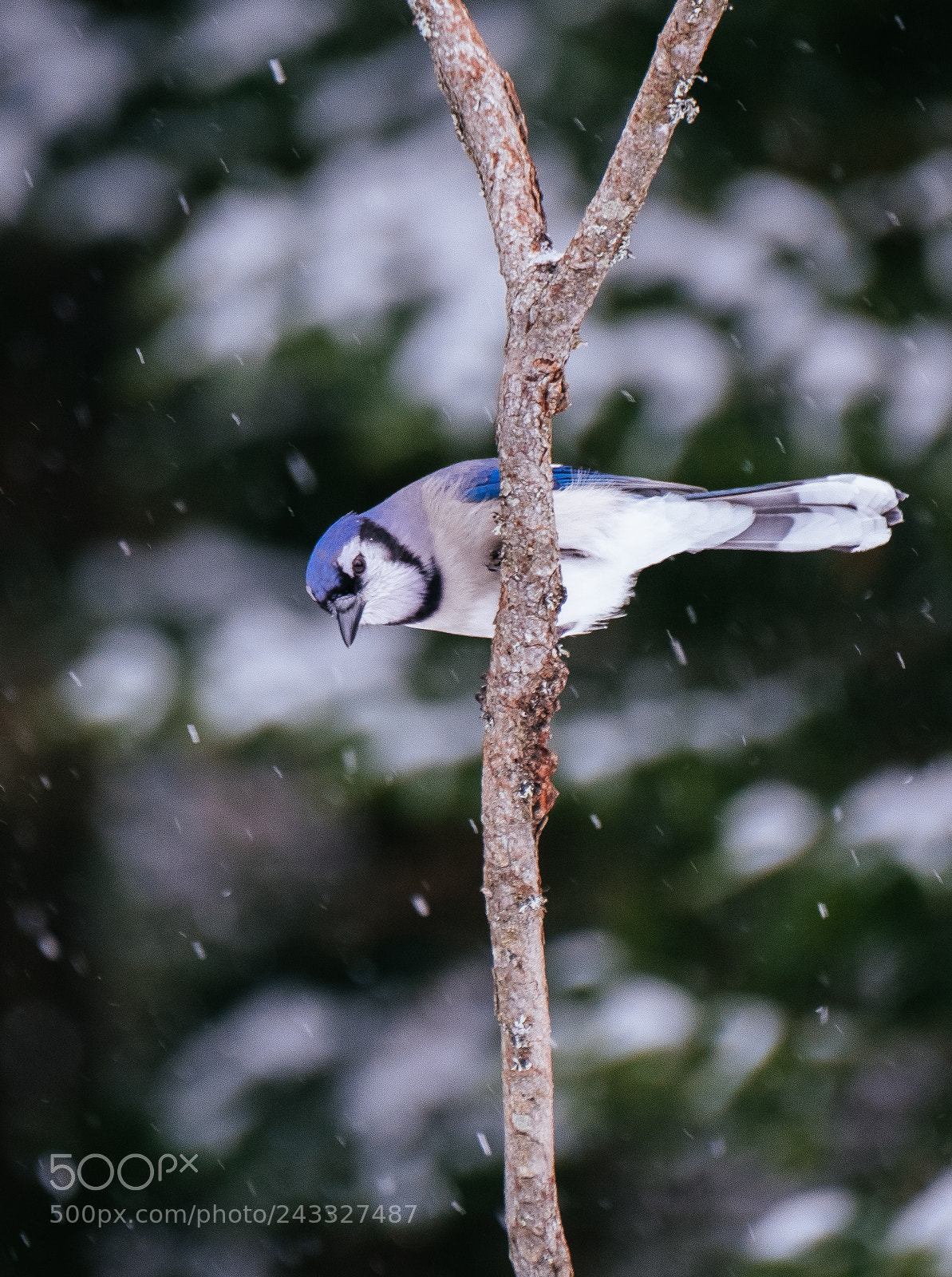 Fujifilm X-T2 sample photo. Blue jay winter in photography