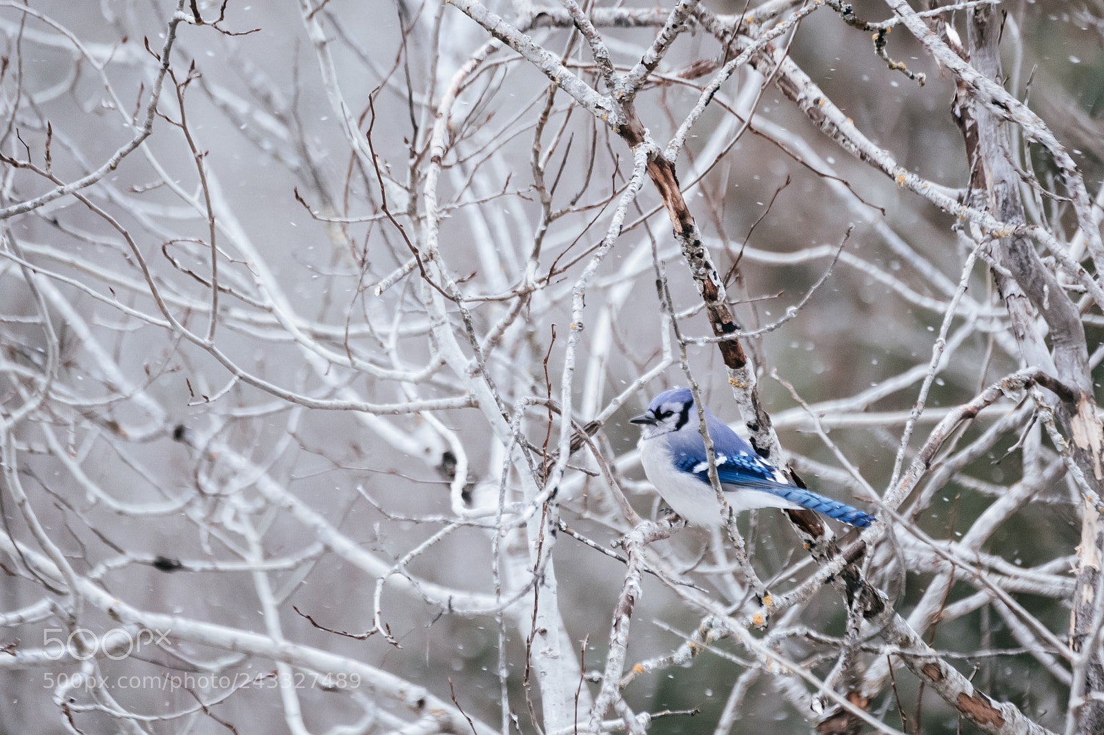 Fujifilm X-T2 sample photo. Blue jay winter in photography