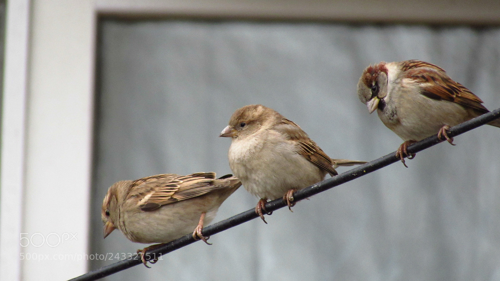 Canon PowerShot SX510 HS sample photo. Img photography