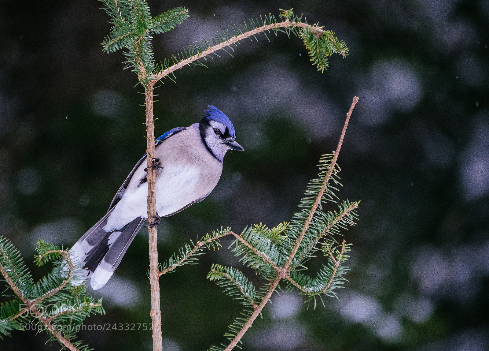 Fujifilm X-T2 sample photo. Blue jay winter in photography