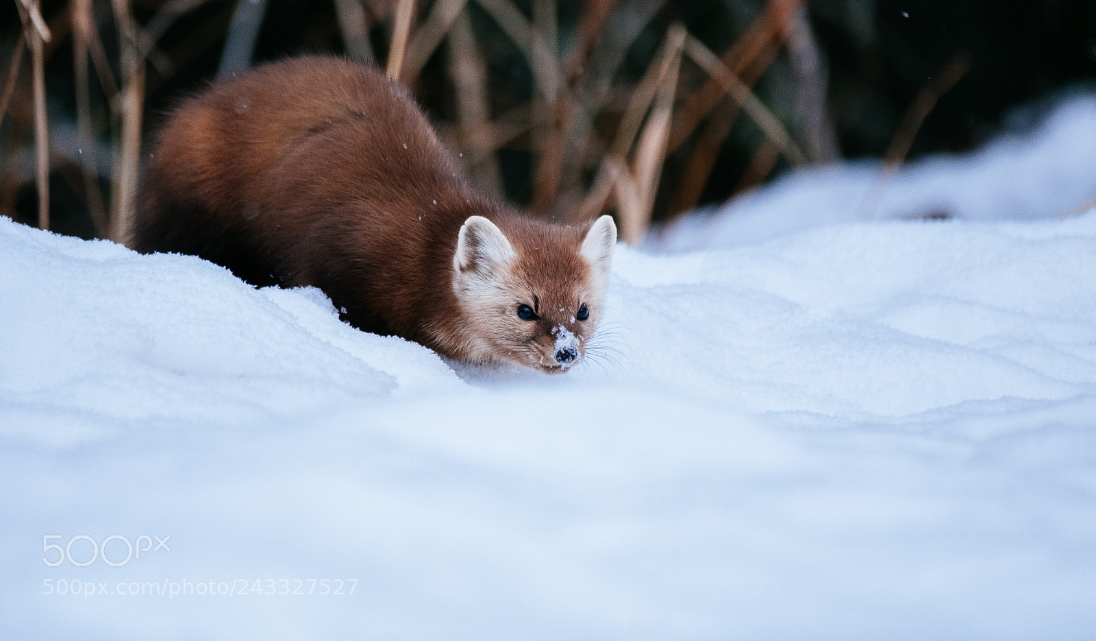 Fujifilm X-T2 sample photo. Pine marten on the photography