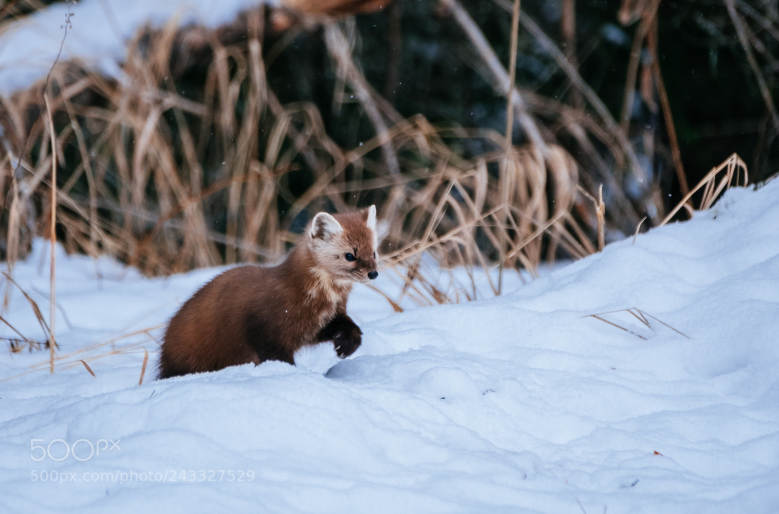 Fujifilm X-T2 sample photo. Pine marten on the photography
