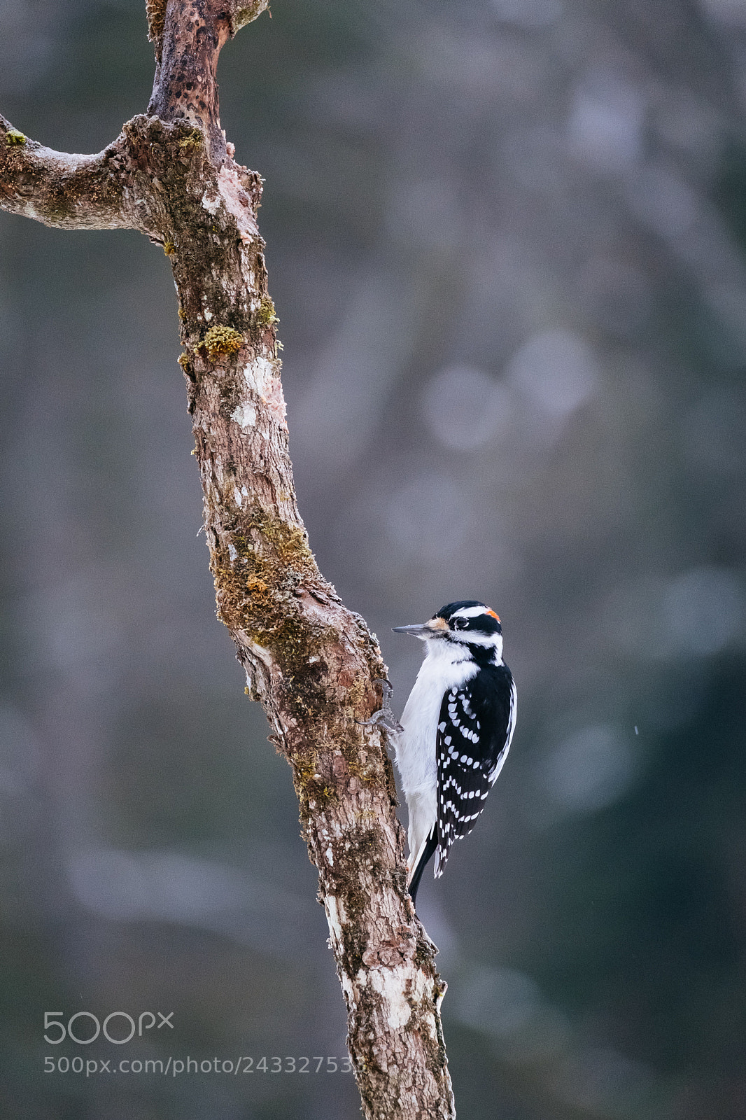 Fujifilm X-T2 sample photo. Downy woodpecker in algonquin photography