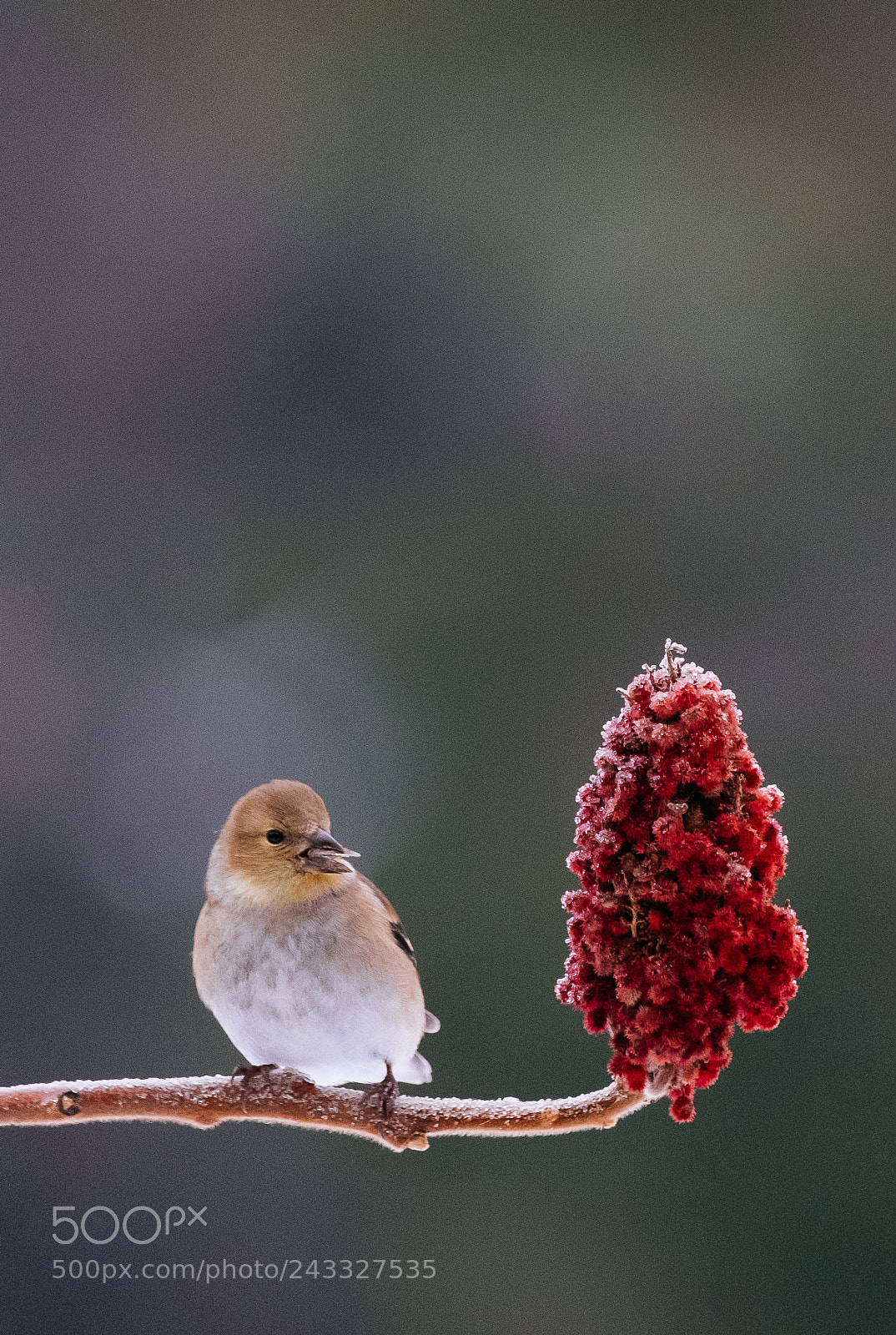 Fujifilm X-T2 sample photo. American goldfinch in algonquin photography