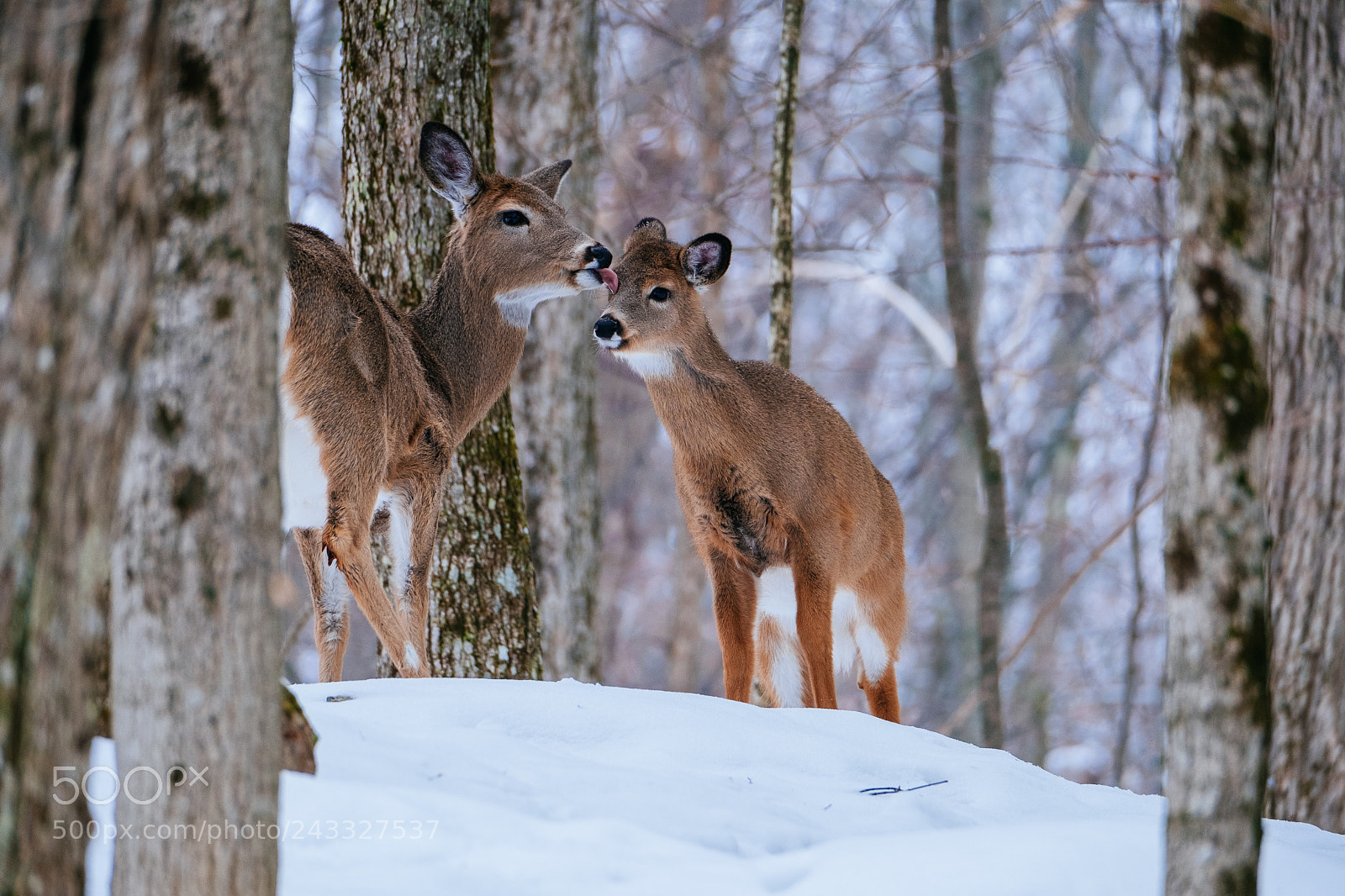Fujifilm X-T2 sample photo. Whitetail deer in algonquin photography