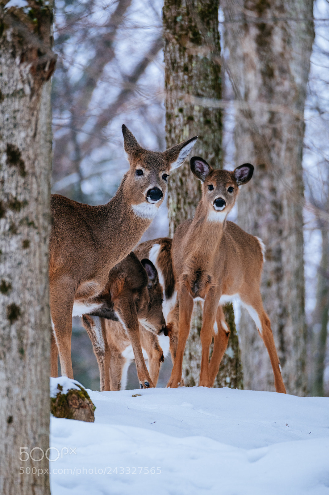 Fujifilm X-T2 sample photo. Whitetail deer in algonquin photography