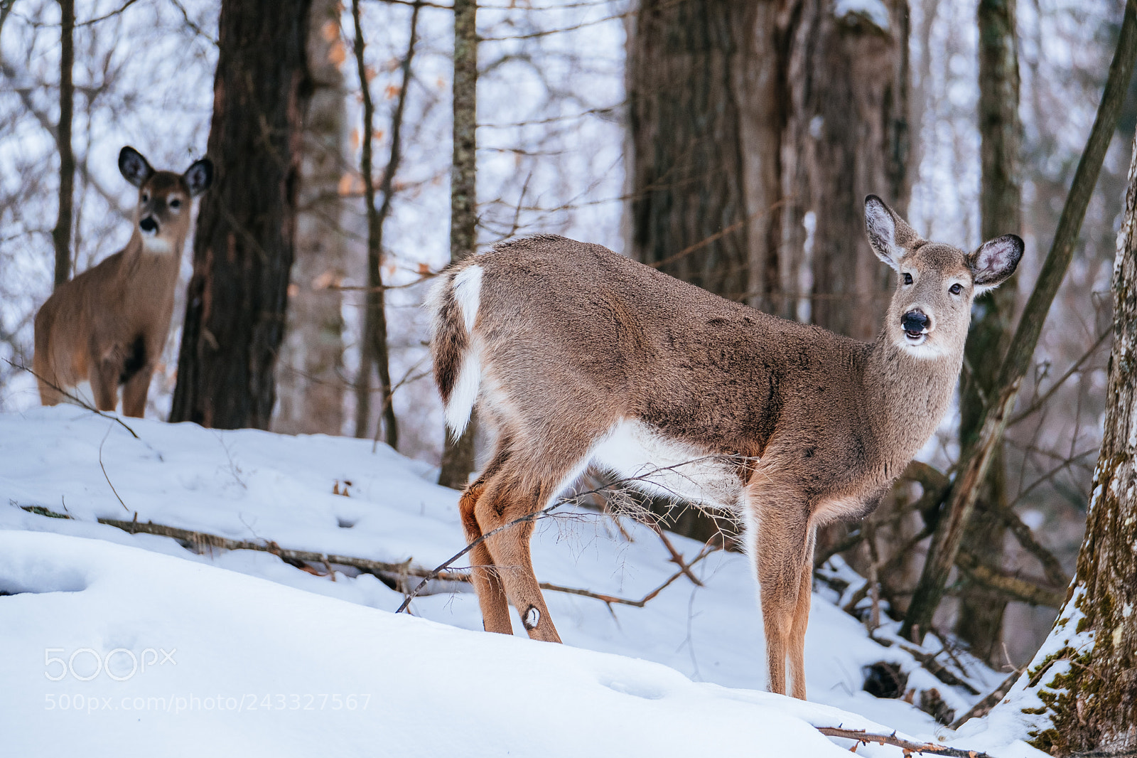 Fujifilm X-T2 sample photo. Whitetail deer in algonquin photography