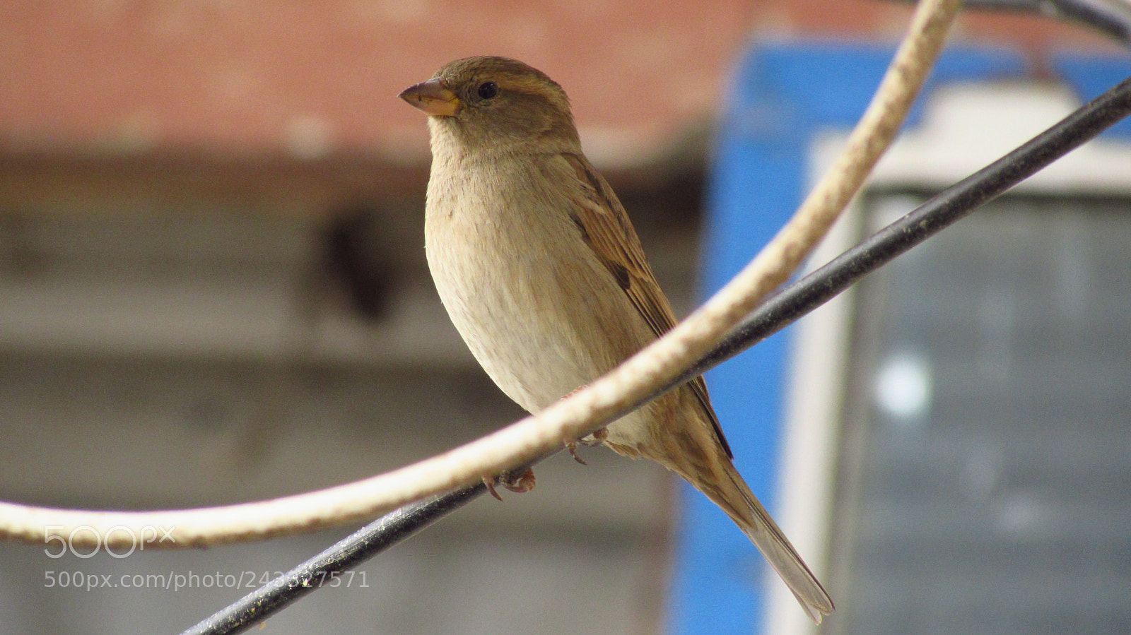 Canon PowerShot SX510 HS sample photo. Img photography