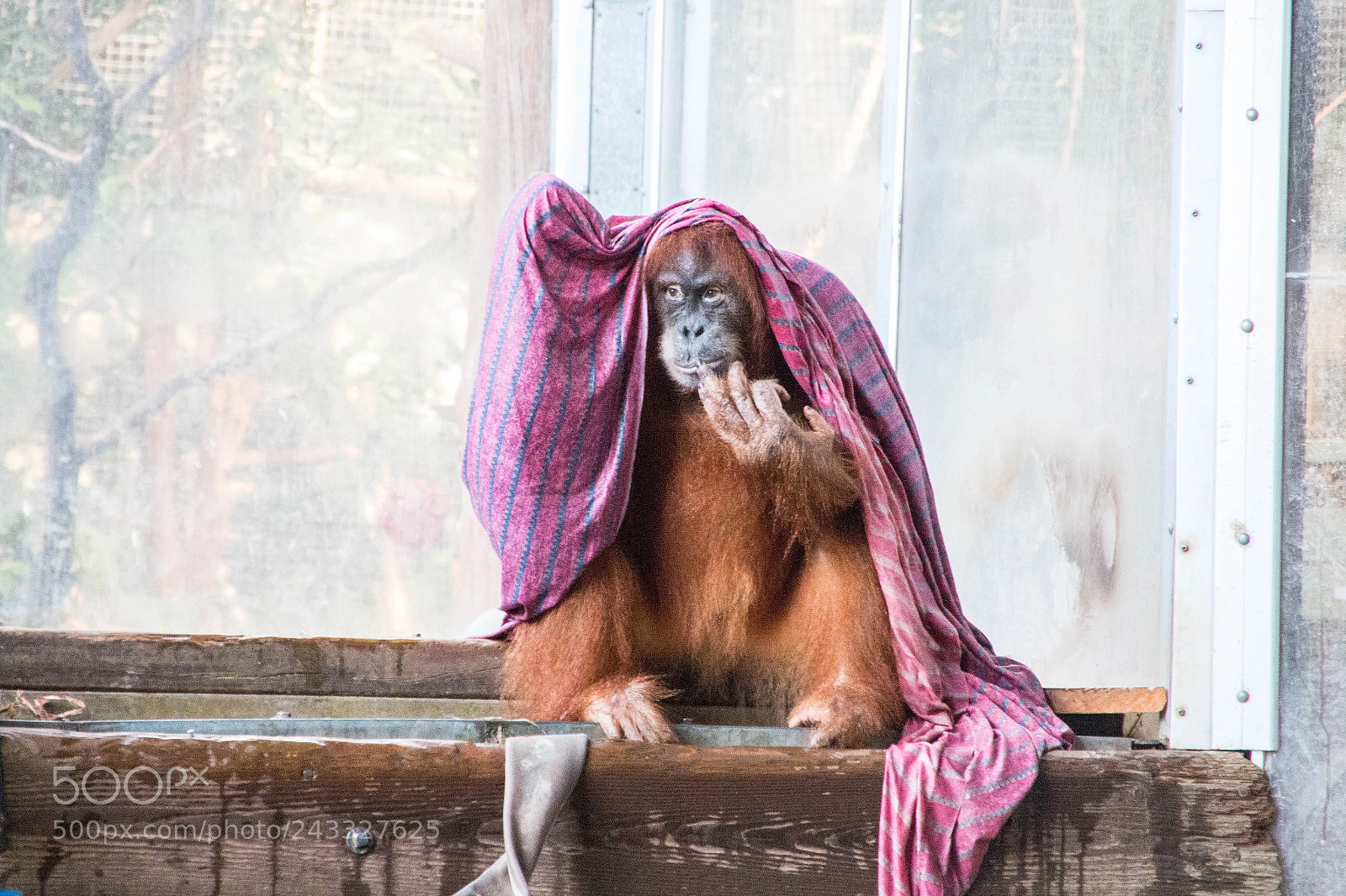 Canon EOS 70D sample photo. Orangutan playing photography