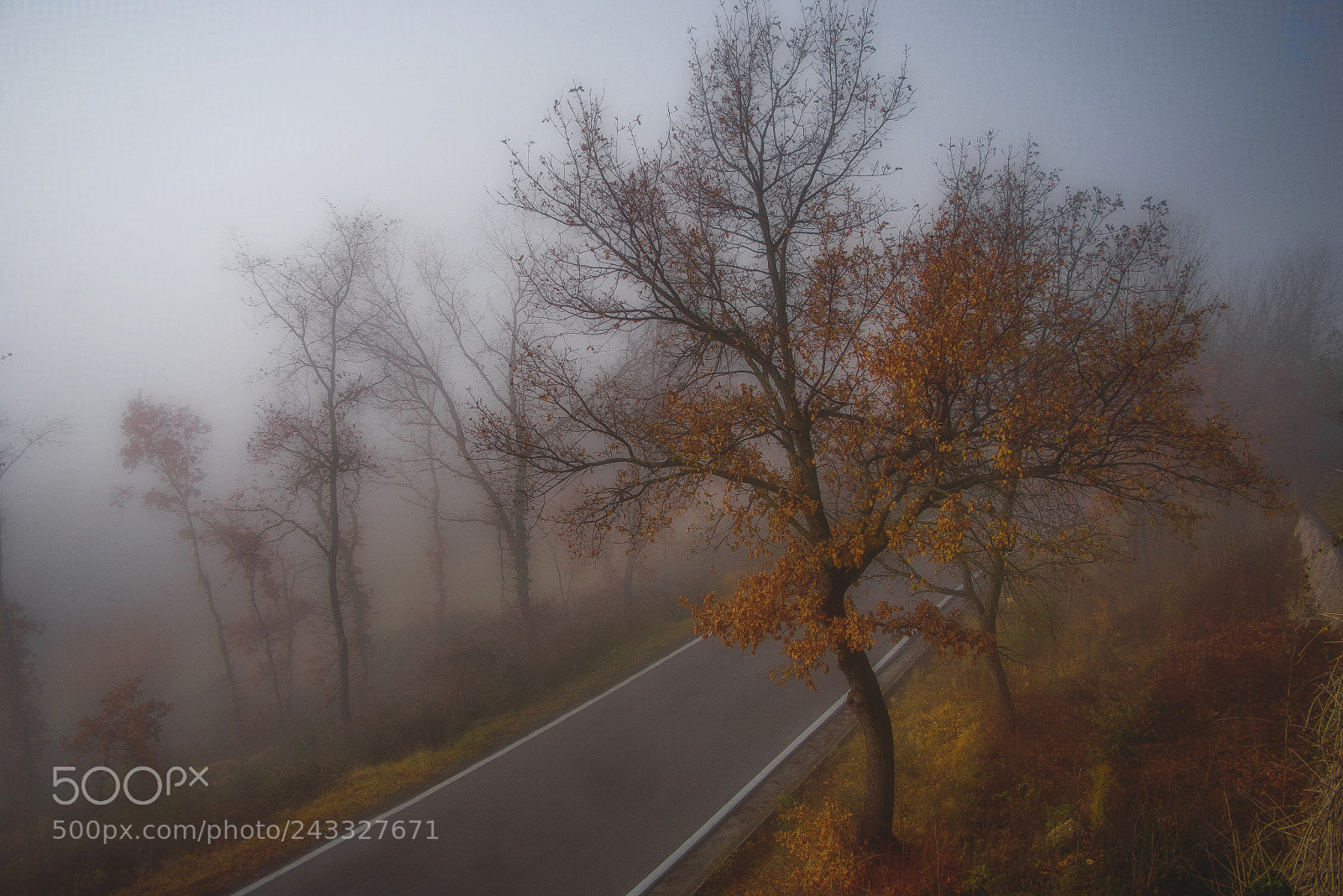 Nikon D80 sample photo. The coulors of fog photography