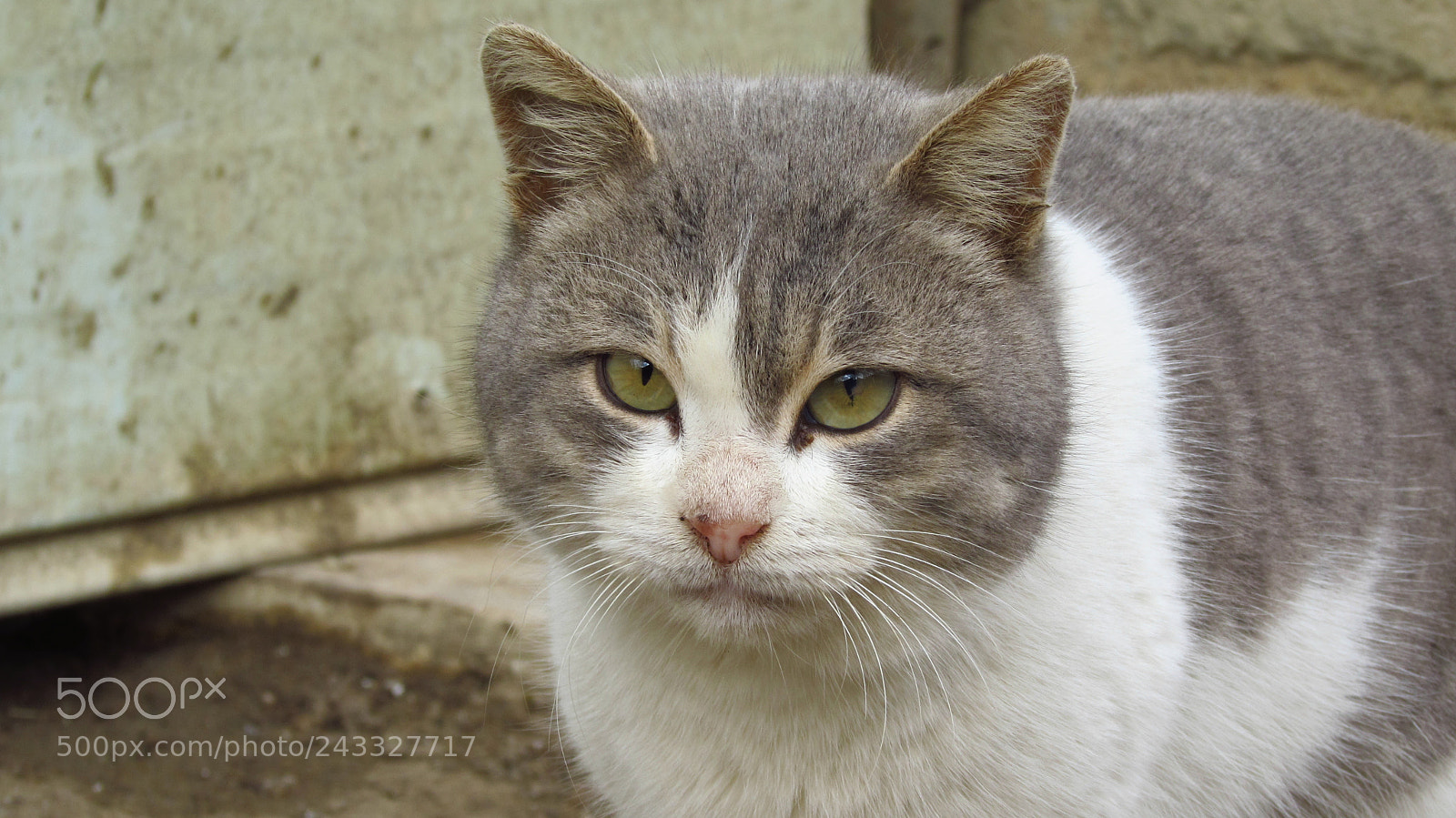 Canon PowerShot SX510 HS sample photo. Img photography