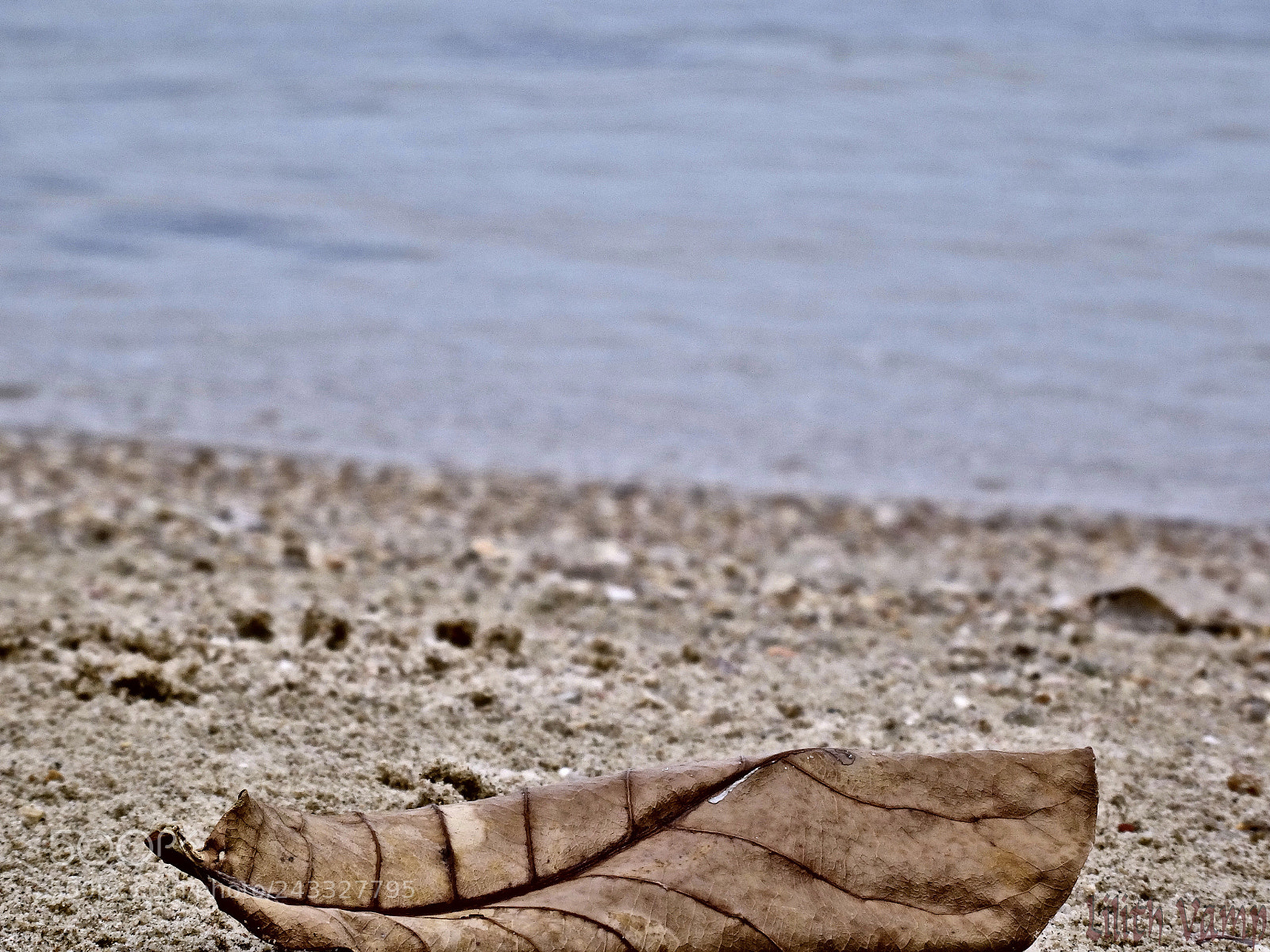 Sony DSC-HX50 sample photo. Hoja playera photography