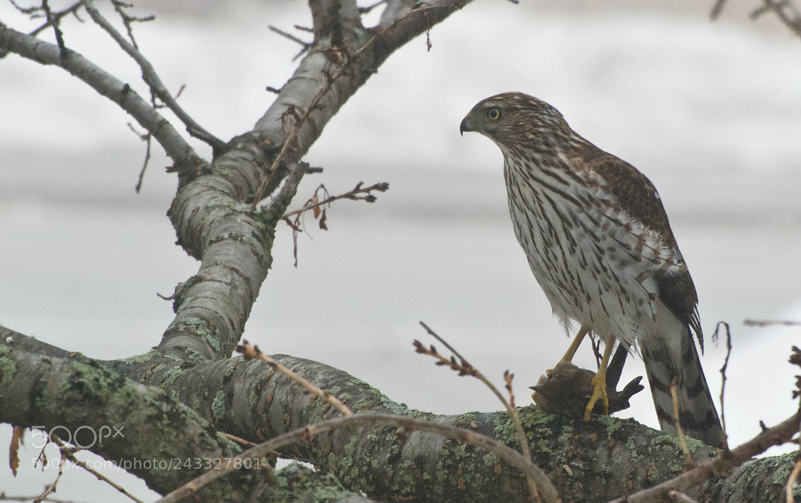 Nikon D80 sample photo. Cooper's hawk photography