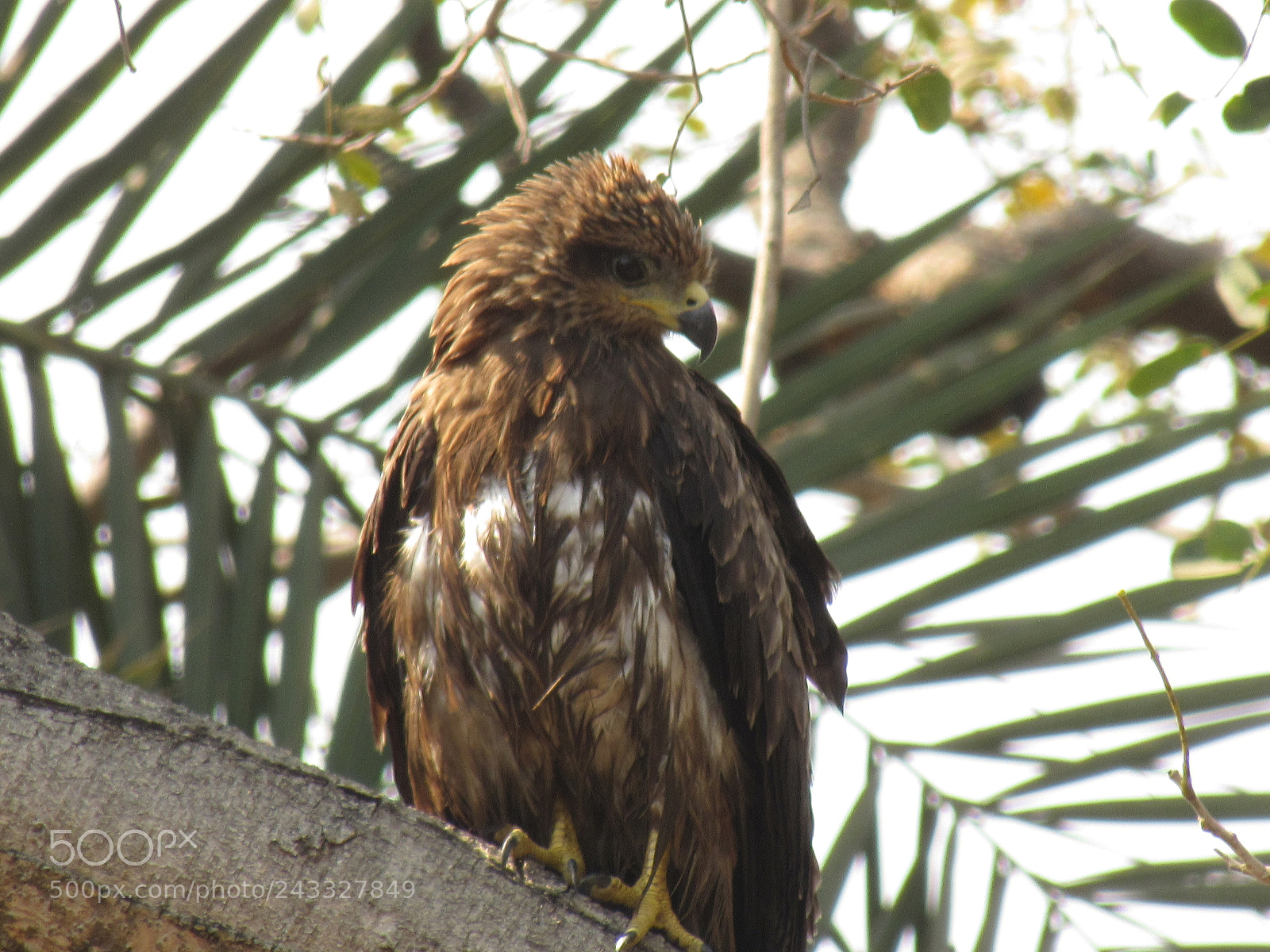 Canon PowerShot SX530 HS sample photo. Eagle. bird of prey. photography