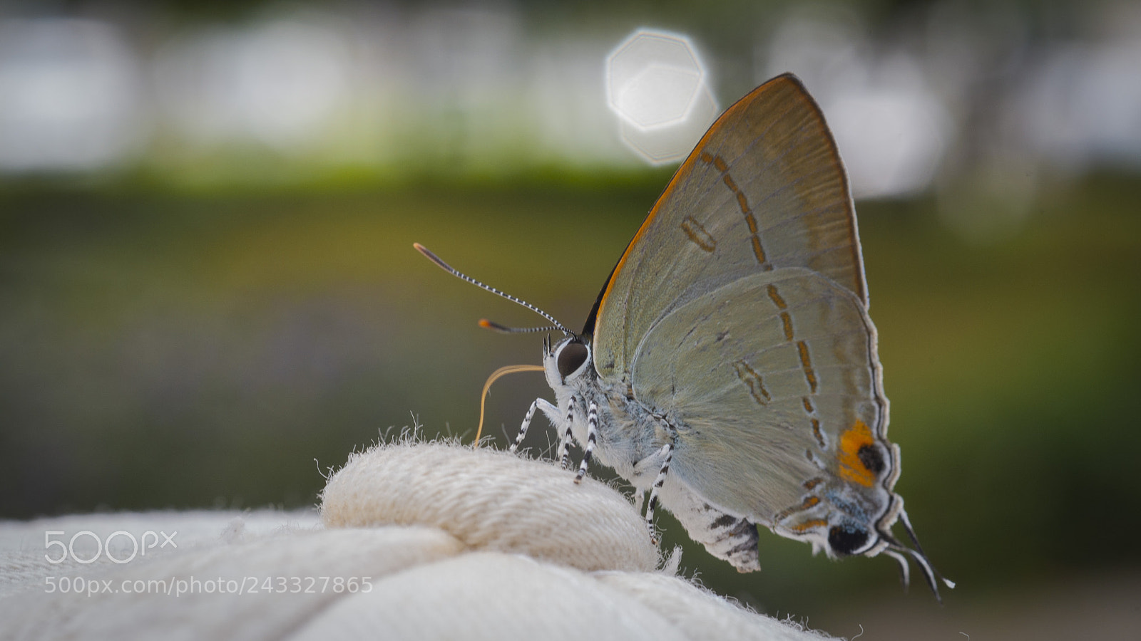 Nikon D700 sample photo. Butterfly on cap photography