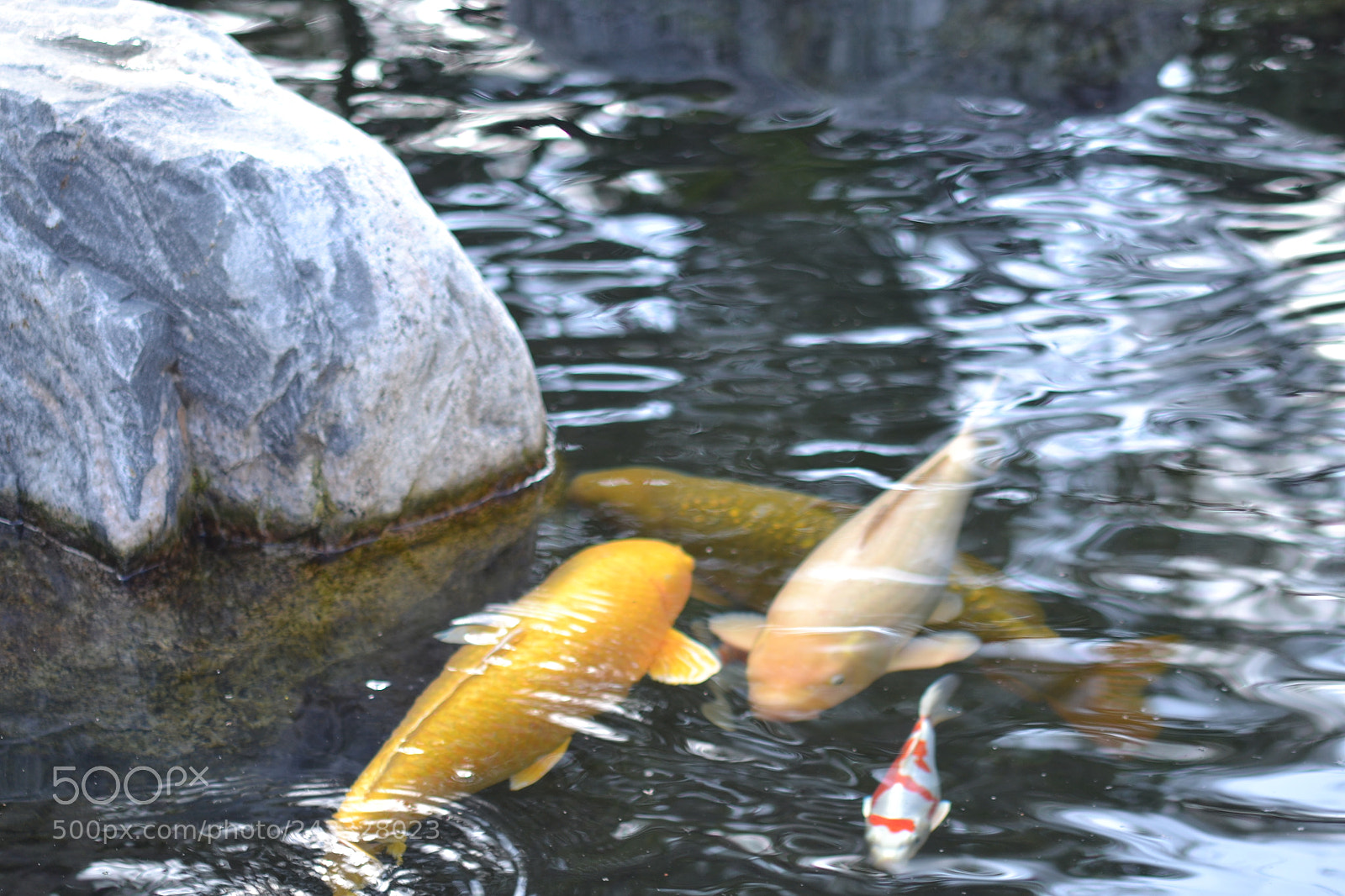 Nikon D3100 sample photo. The pond photography