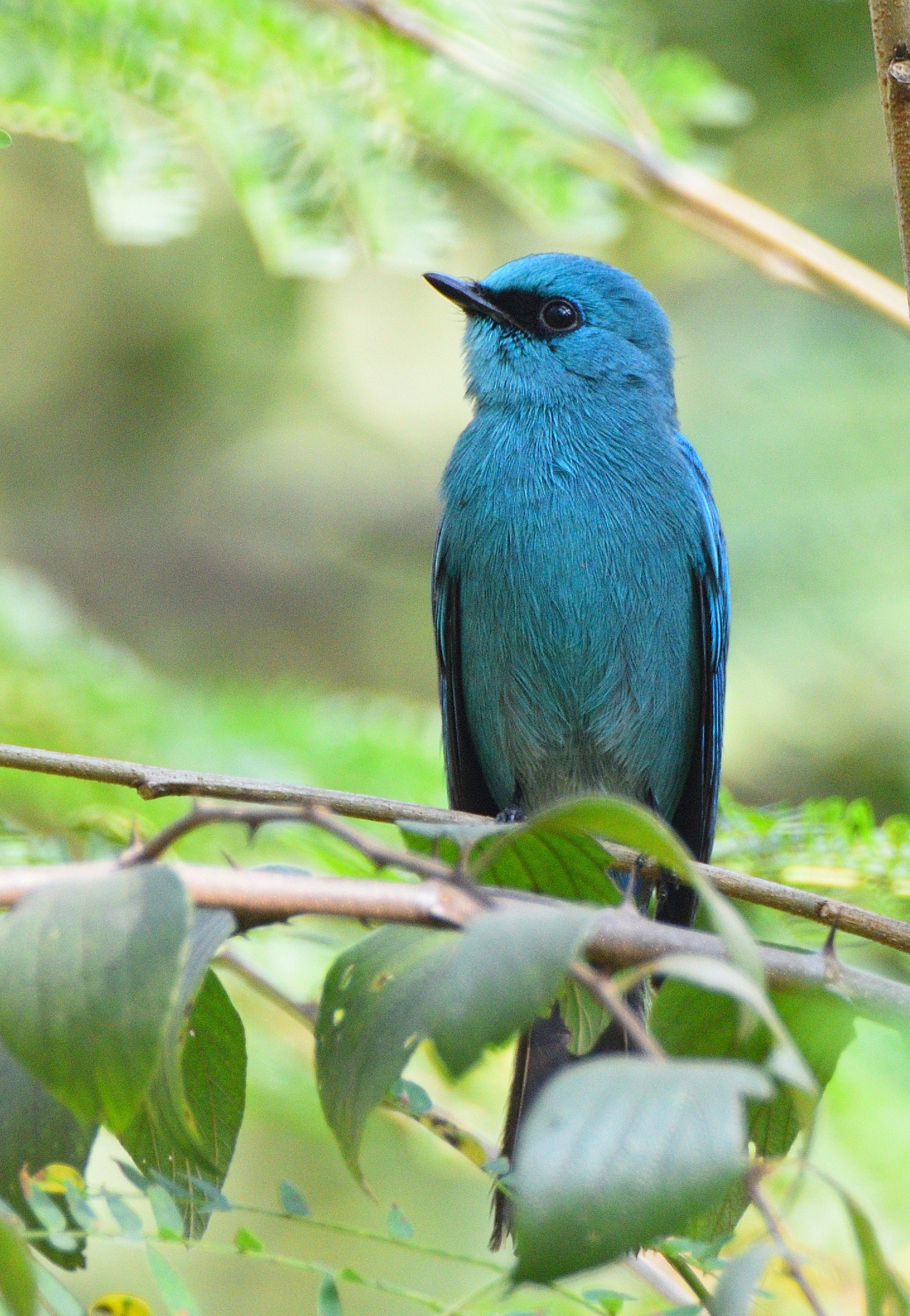 Nikon D810 sample photo. Verditer flycatcher photography