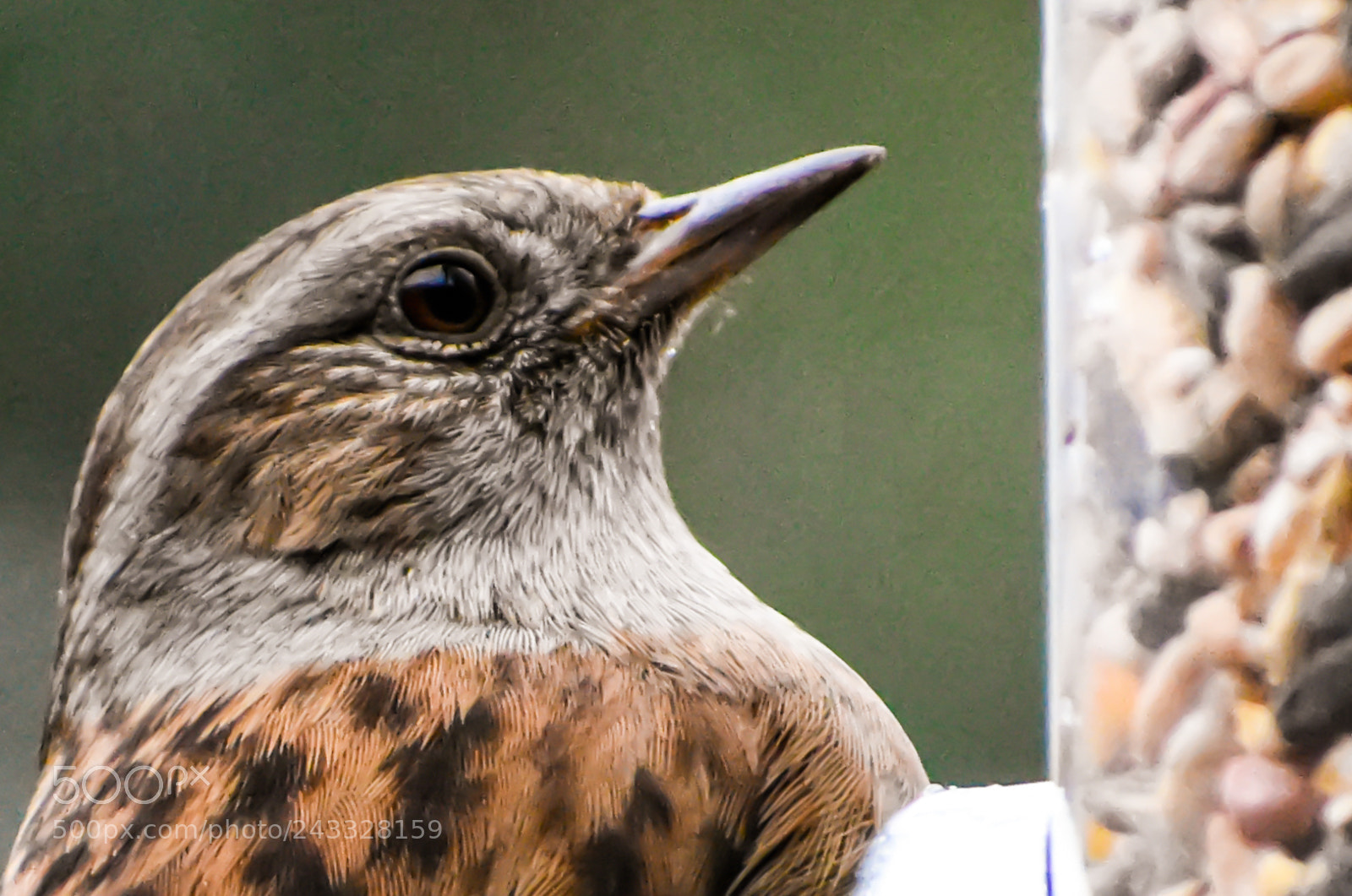 Nikon D3400 sample photo. Dunnock close up photography