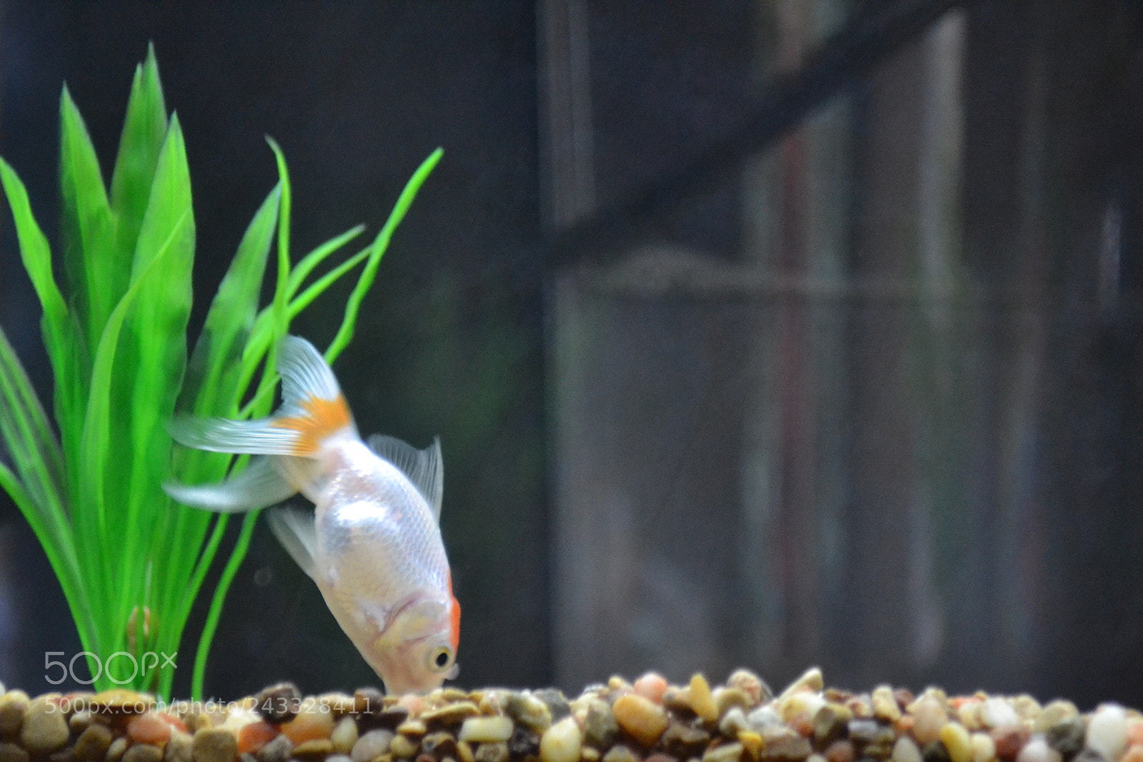 Nikon D3100 sample photo. Not so gold fish photography