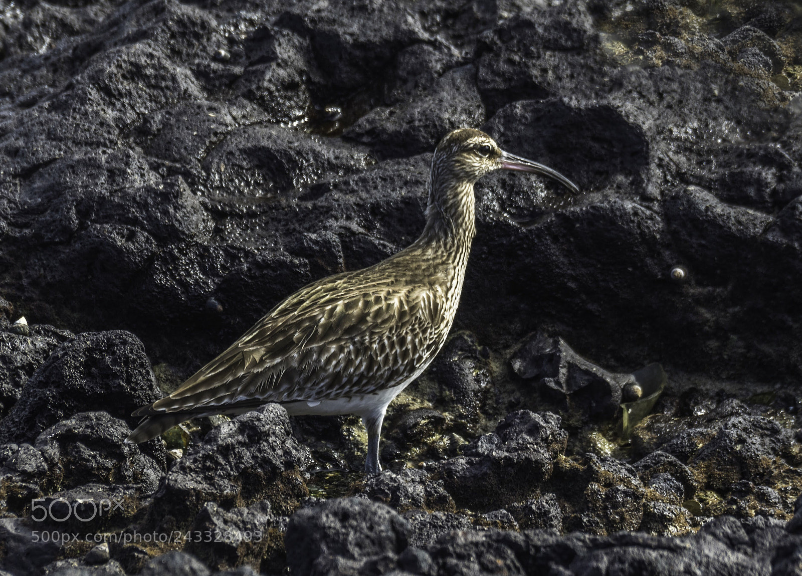 Olympus OM-D E-M5 II sample photo. The whimbrel picture taken photography