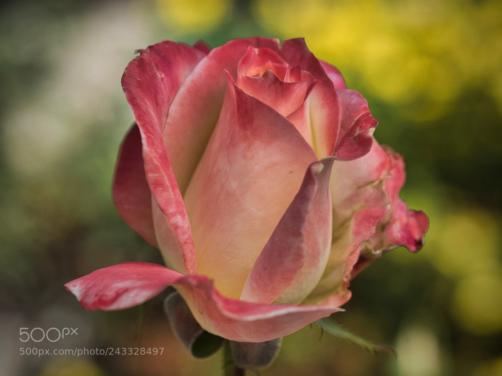 Olympus OM-D E-M5 II sample photo. A rose for you ... photography