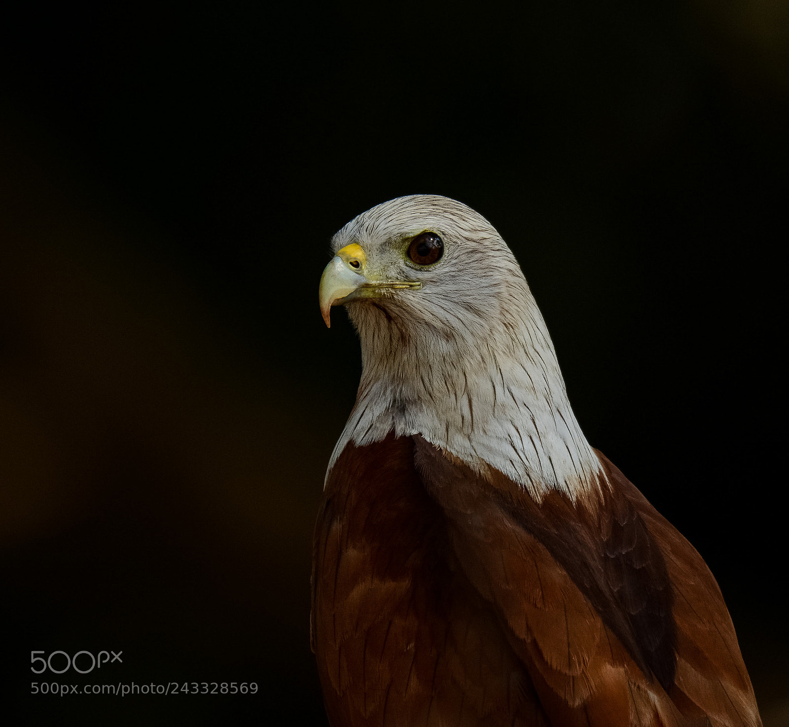 Nikon D7100 sample photo. Brambhini kite photography