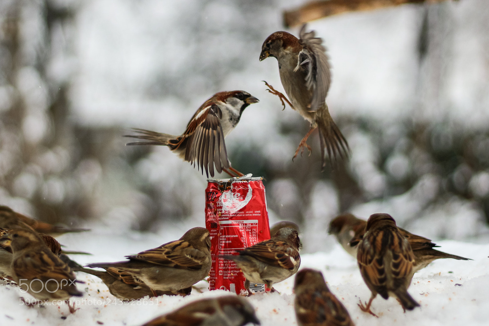 Canon EOS 100D (EOS Rebel SL1 / EOS Kiss X7) sample photo. Fight for food photography