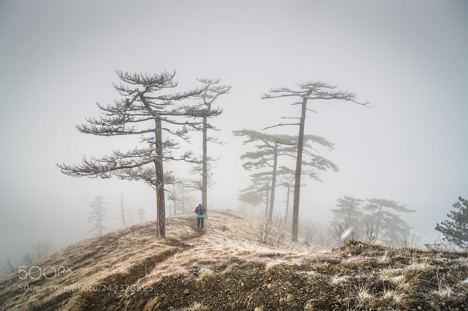 Nikon D7100 sample photo. Lost in the fog photography