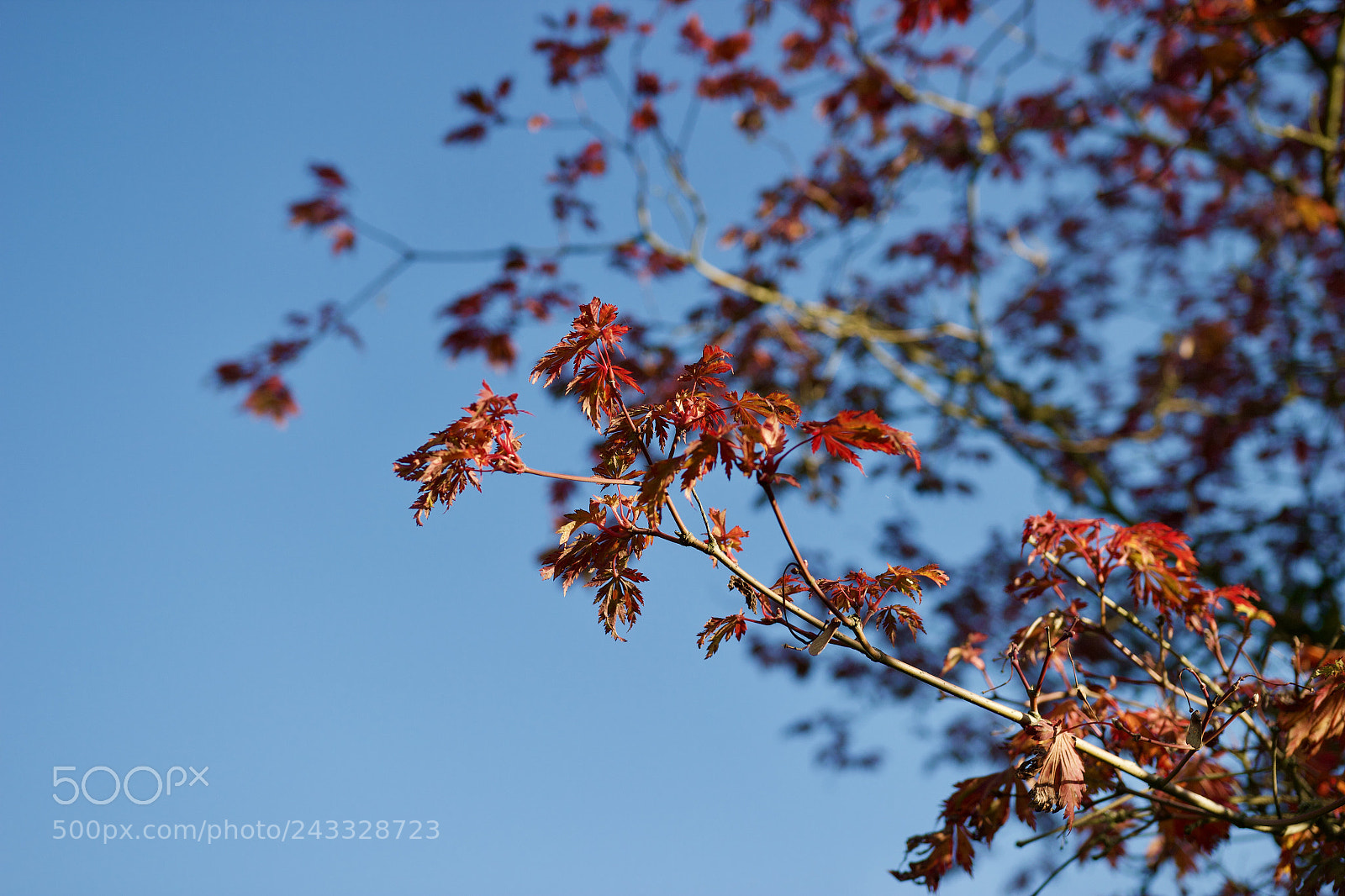 Canon EOS 550D (EOS Rebel T2i / EOS Kiss X4) sample photo. Favorite season photography