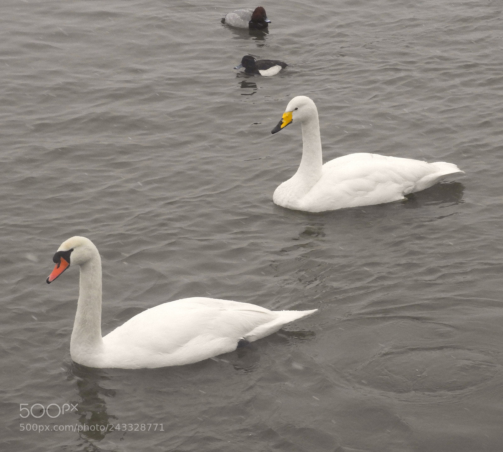 Nikon Coolpix B700 sample photo. Swans and ducks photography