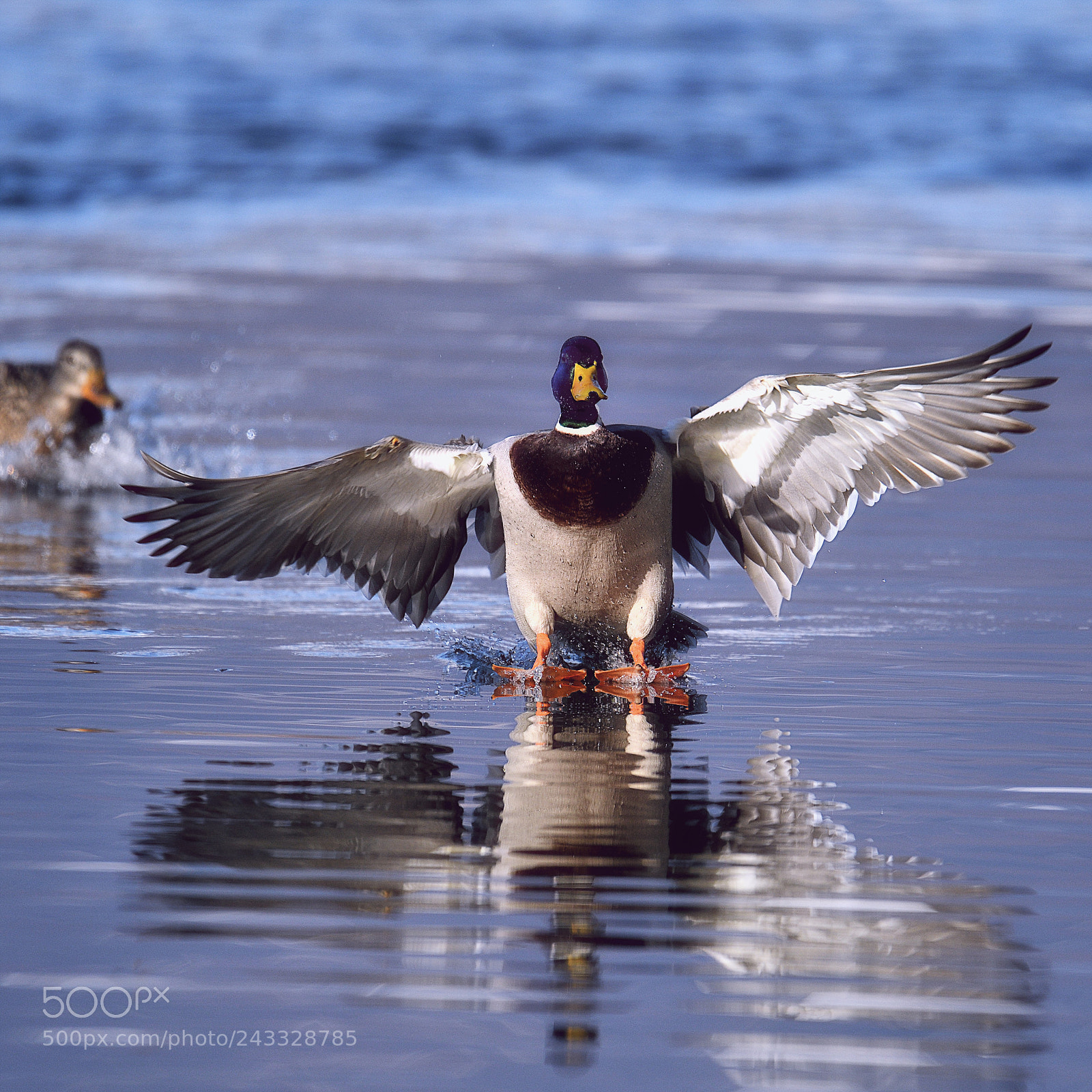 Nikon D500 sample photo. Splashdown photography