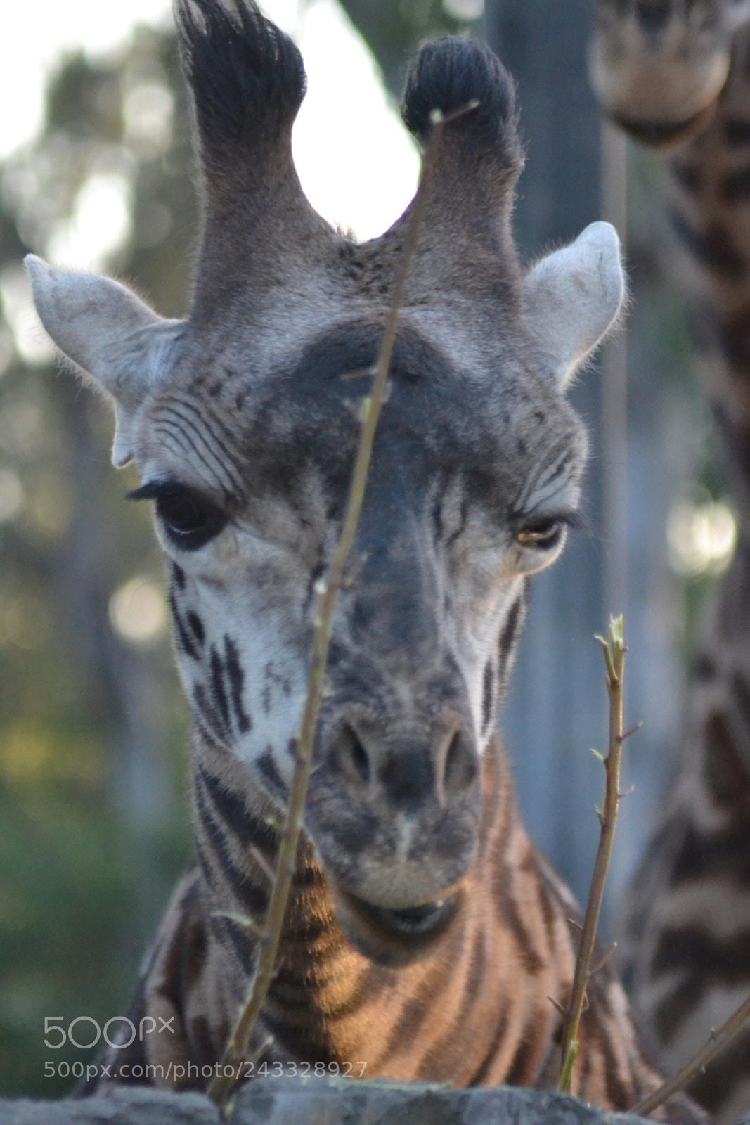 Nikon D3100 sample photo. Giraffe photography