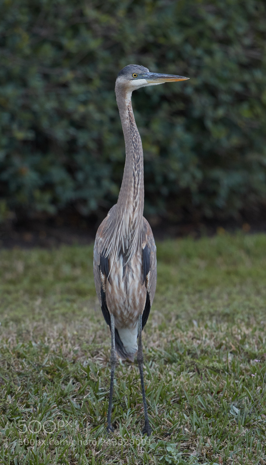 Canon EOS-1D X Mark II sample photo. 01-21-18-0000275.jpg photography