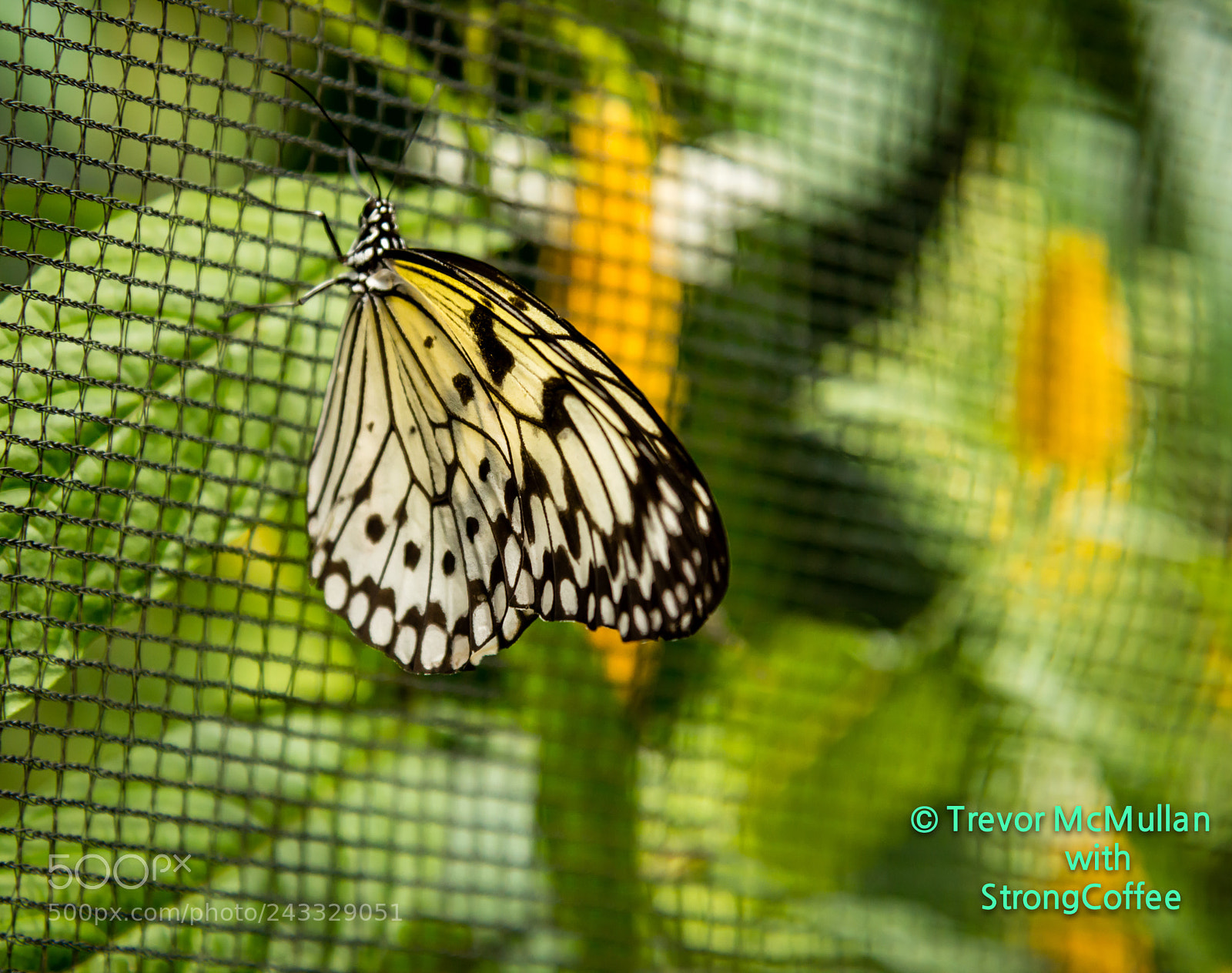 Nikon D800 sample photo. Phillippino butterfly in the photography