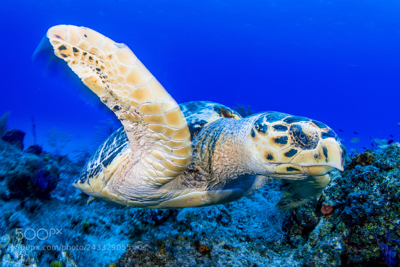 Nikon D800E sample photo. Turtle photography