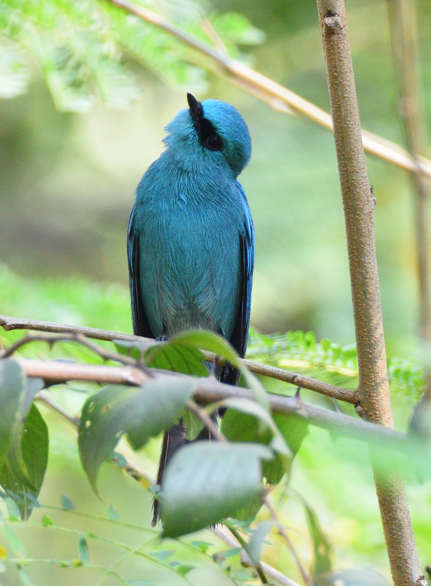 Nikon D810 sample photo. Verditer flycatcher photography