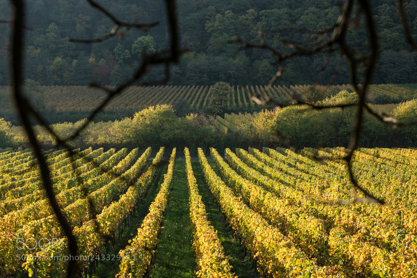 Sony a6300 sample photo. Vineyards photography