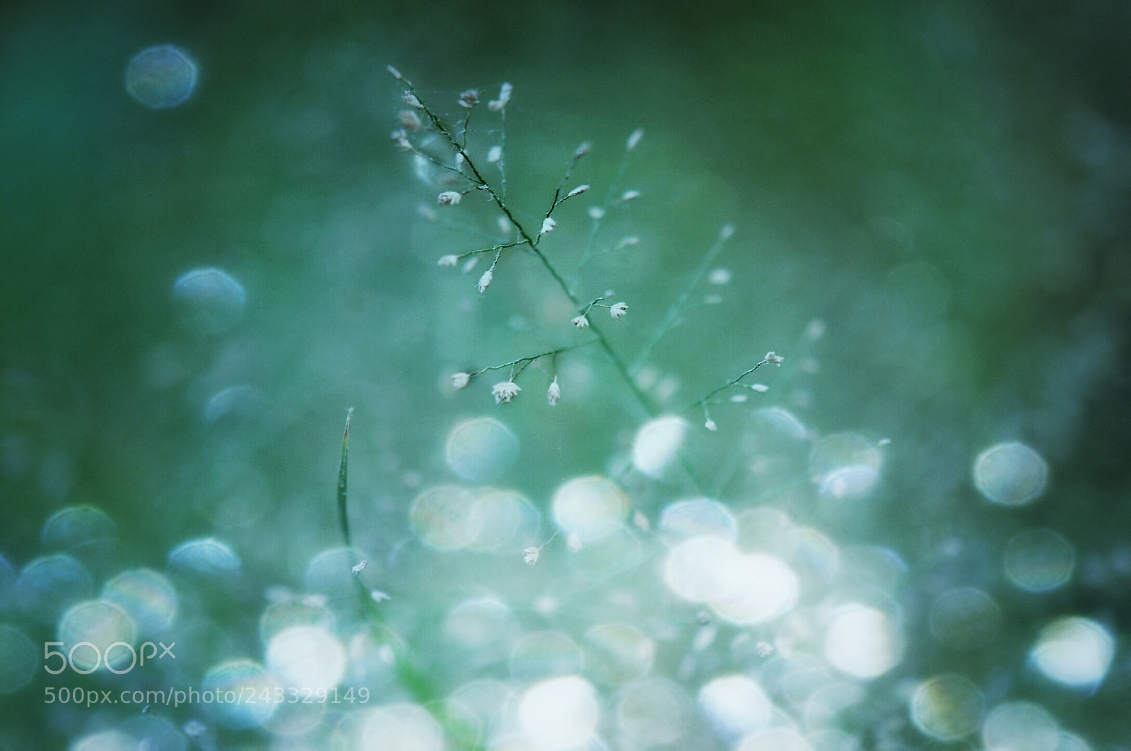 Nikon D300S sample photo. Dew photography