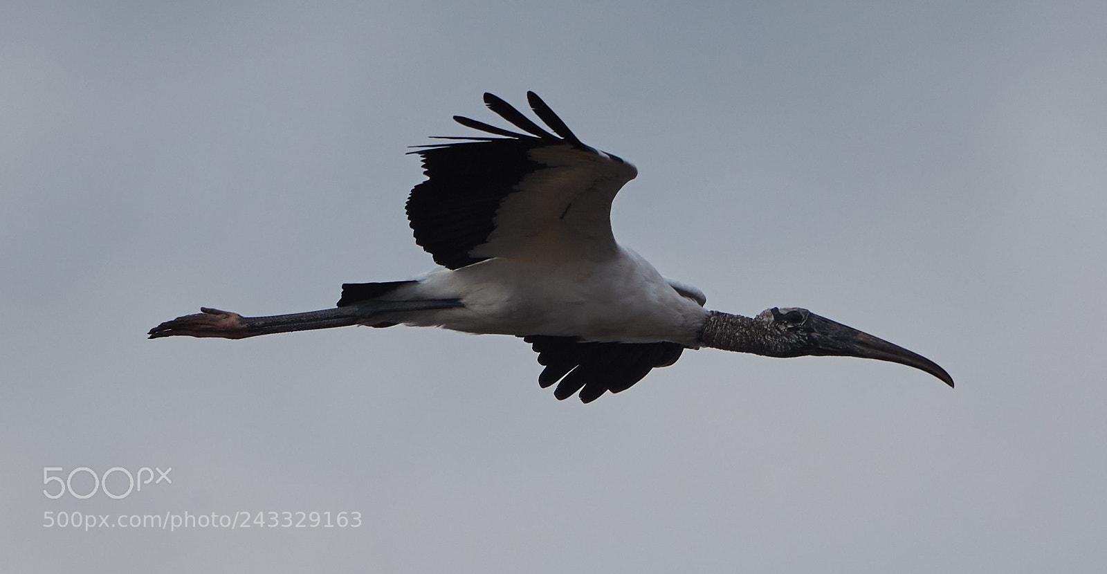 Canon EOS-1D X Mark II sample photo. 01-21-18-0000212.jpg photography