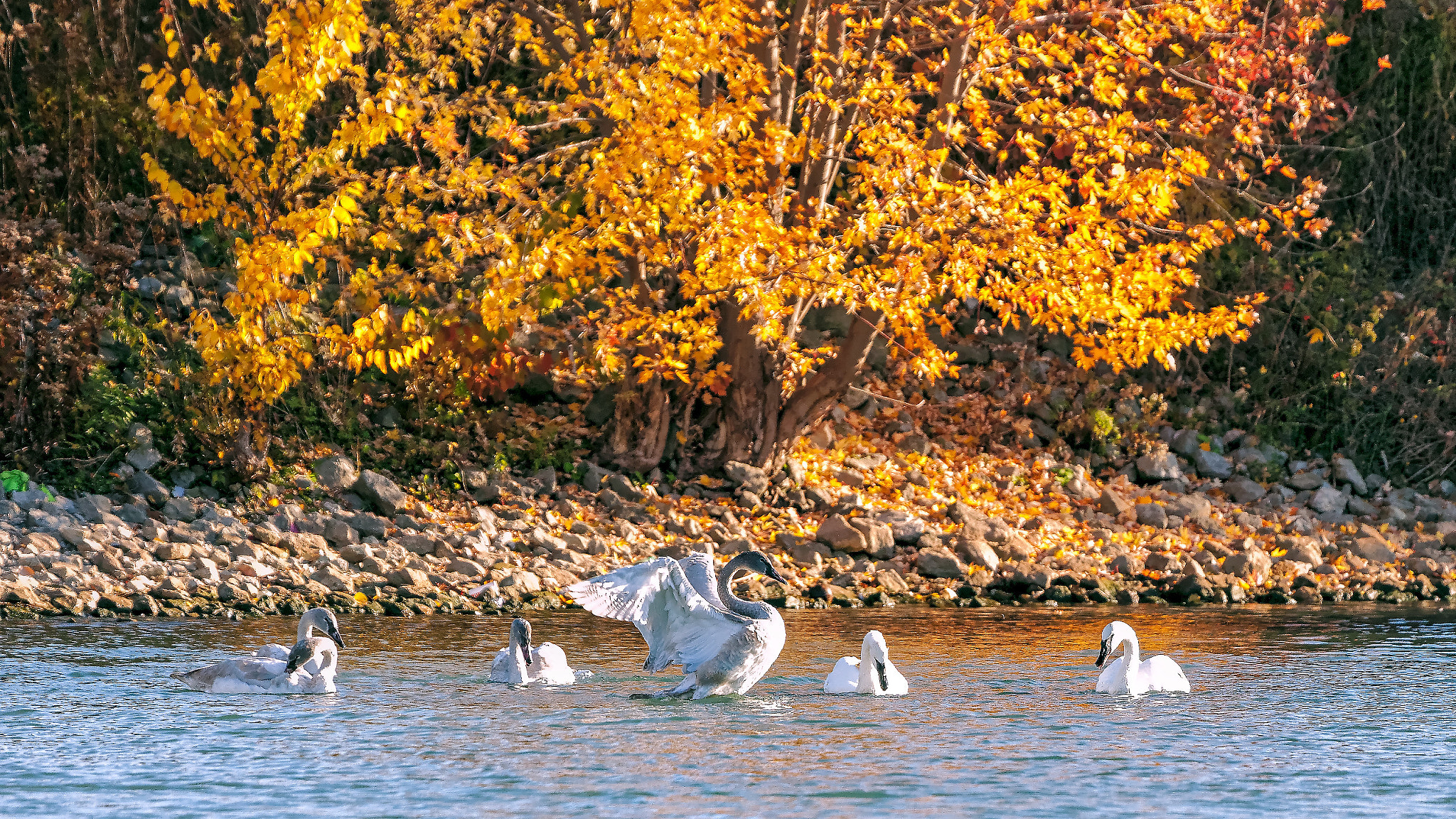 Canon EOS 5D Mark II + Canon EF 100-400mm F4.5-5.6L IS USM sample photo. Swans photography