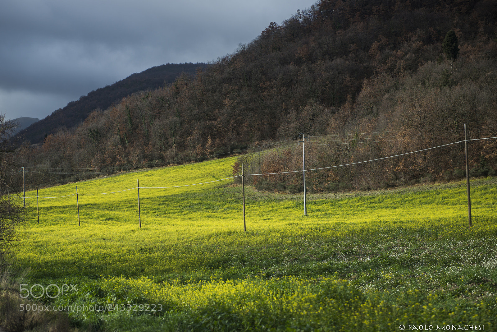 Nikon D800 sample photo. Kia photography