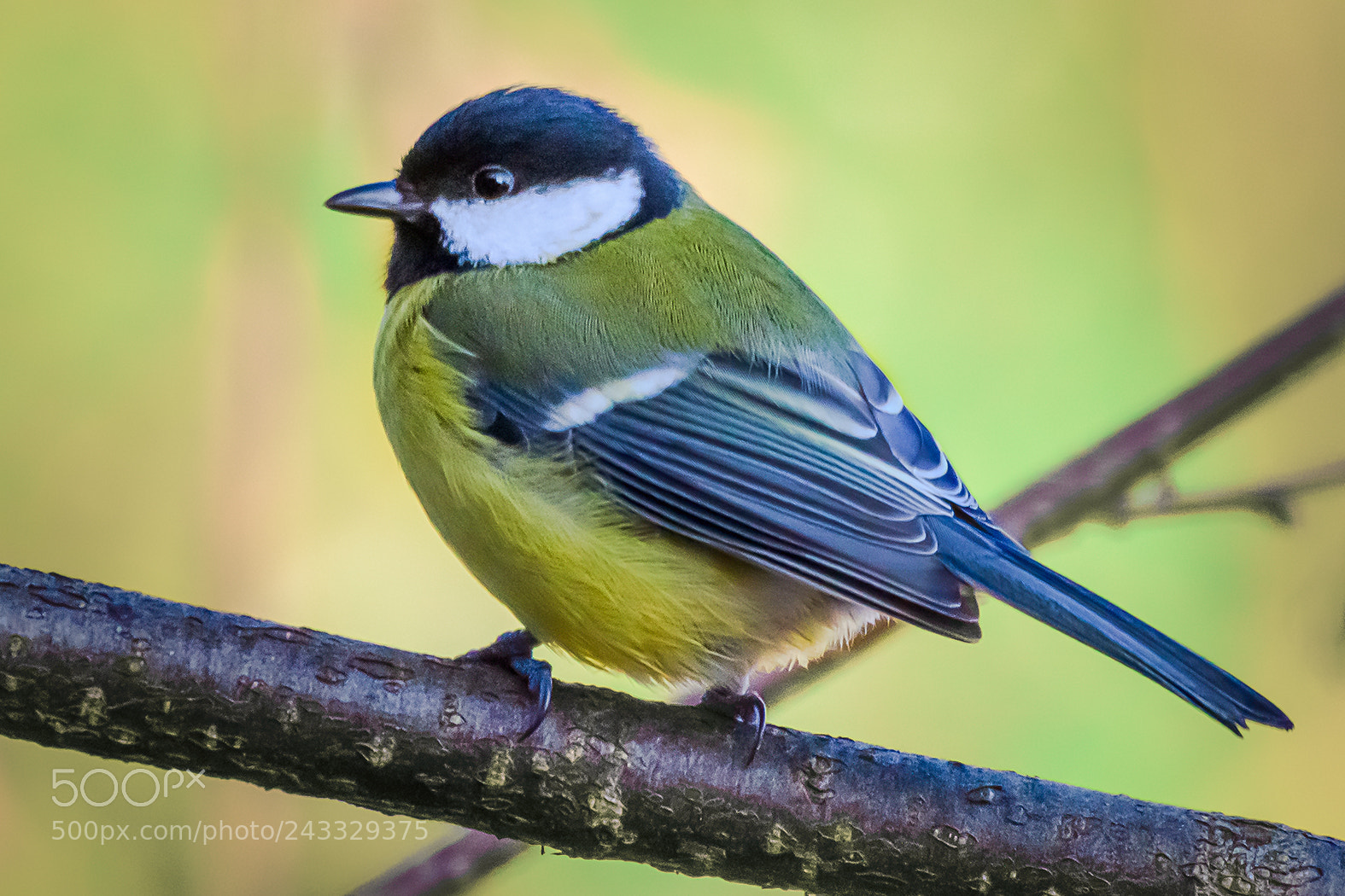Nikon D500 sample photo. Great tit - parus photography
