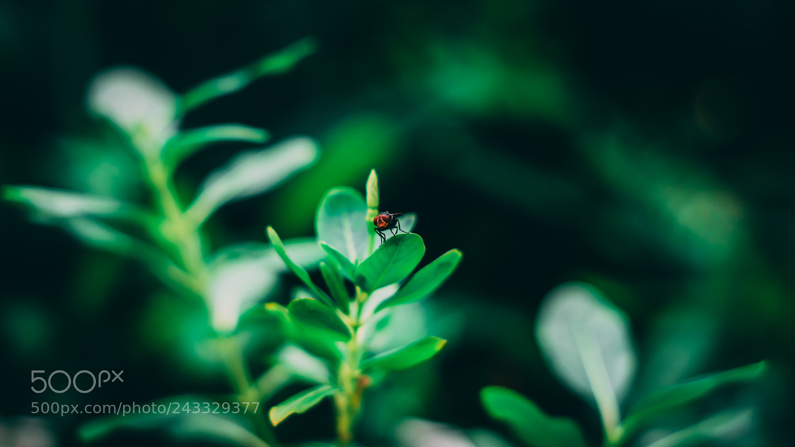 Sony a7 II sample photo. That tiny subject photography