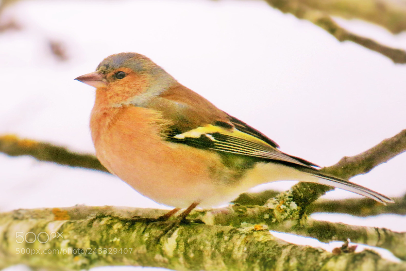 Canon PowerShot SX50 HS sample photo. Chaffinch in snow () photography