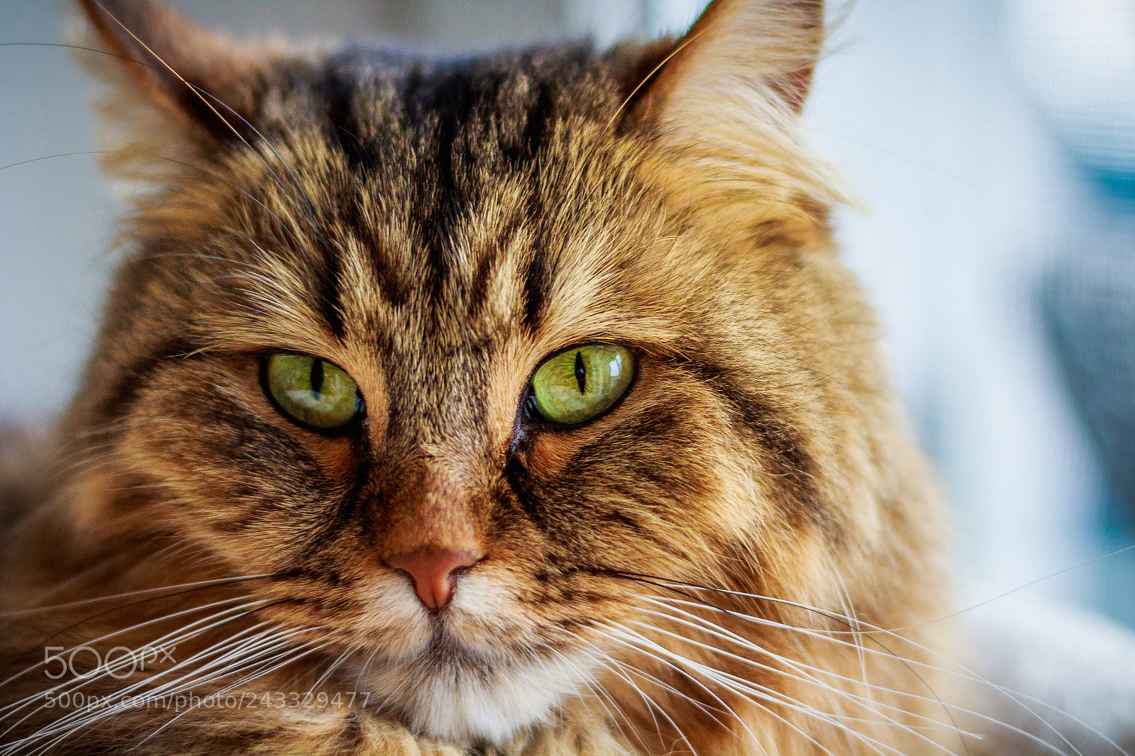 Canon EOS 1300D (EOS Rebel T6 / EOS Kiss X80) sample photo. Norwegische waldkatze photography