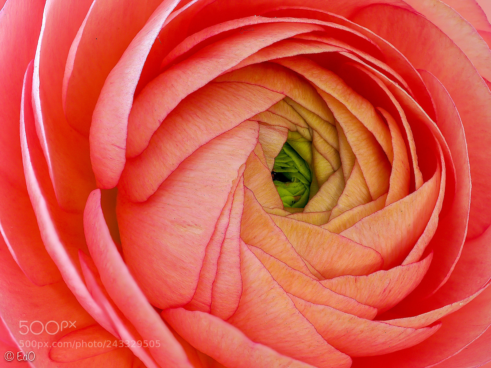 Olympus OM-D E-M1 Mark II sample photo. Ranunculus photography